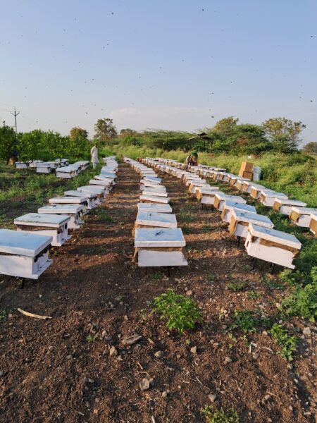 मधमाशा पालन योजना